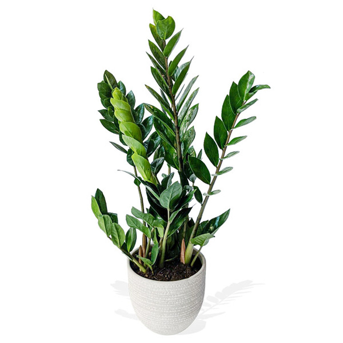 emerald-palm-600px__74319.1631629454